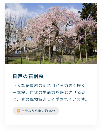 日戸の石割桜